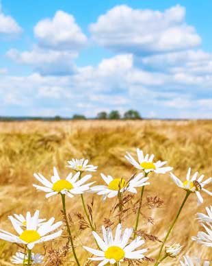 Summer Music for Flute